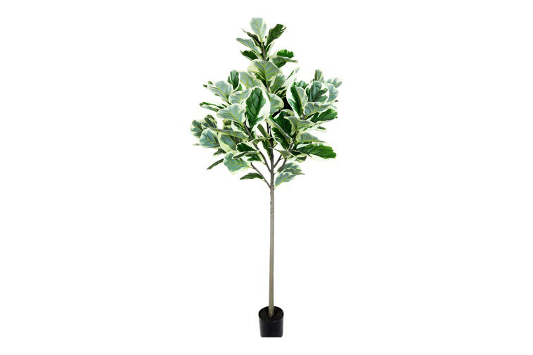 Faux Ficus Plant in Planter, 190cm H x 130cm W x 130cm D, 46