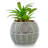 5.5'' Faux Succulent in Pot