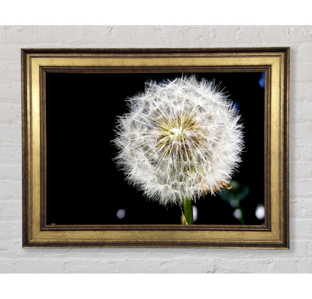 Dandelion Dream - Druck