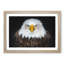 Bald Eagle Bird - Picture Frame Painting Print-56628494-56628495