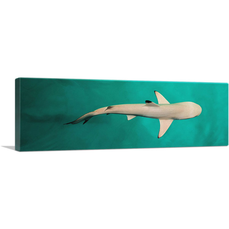 " Whitetip Reef Shark Panoramic ", 12" H x 36" W x 1.5" D