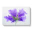 Purple Geranium Flower In Abstract - Wrapped Canvas-55337584