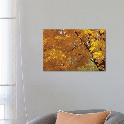 Golden Canopy 1 Piece Wrapped Canvas Wall Art