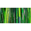Bambou - paysage botanique encadré, décor sur toile