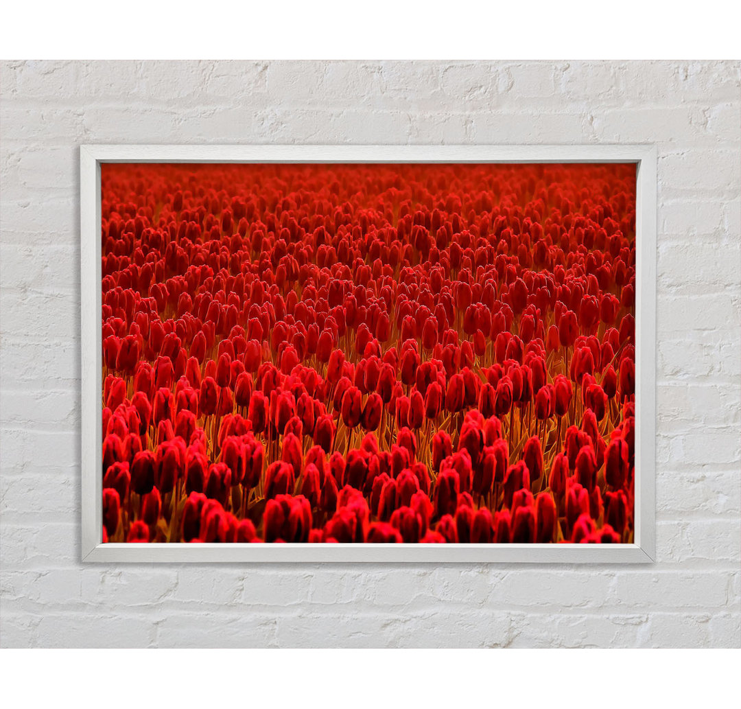 Field Of Scarlet Tulips - Einzelner Bilderrahmen Kunstdrucke auf Leinwand