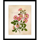 Peach Drift Rose Painting