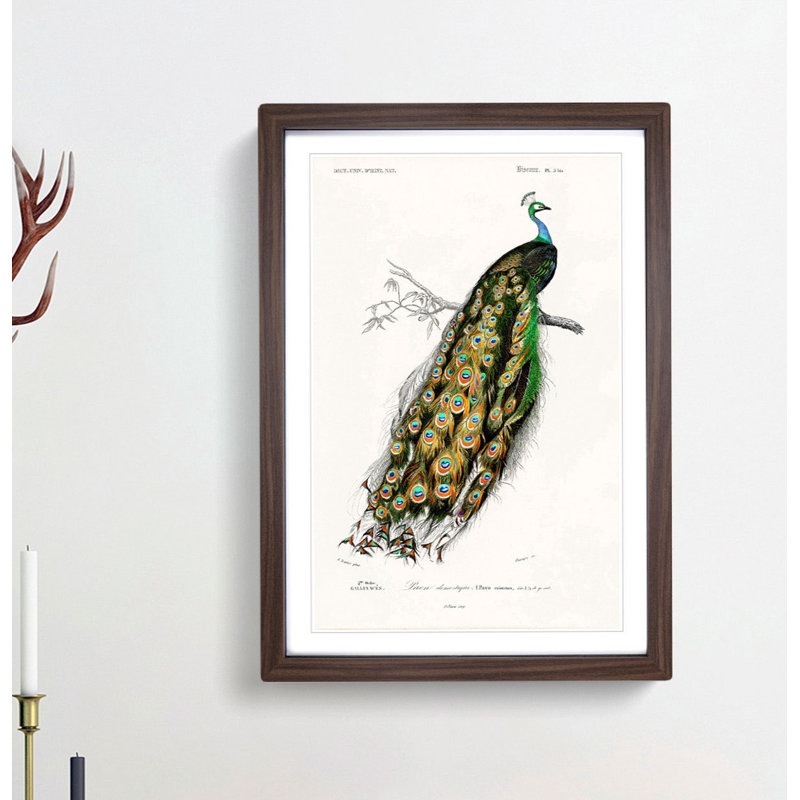 Indian Peacock by Charles D Orbigny - Framed Print, Walnut, 60cm H x 40cm W x 2cm D