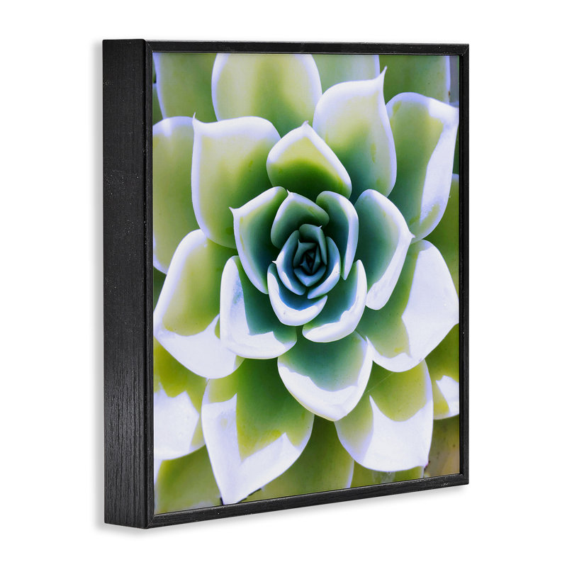 «Green Succulent Nature Close up» par Irena Orlov - photographie à cadre flottant sur bois, Giclée encadrée noir minuit
