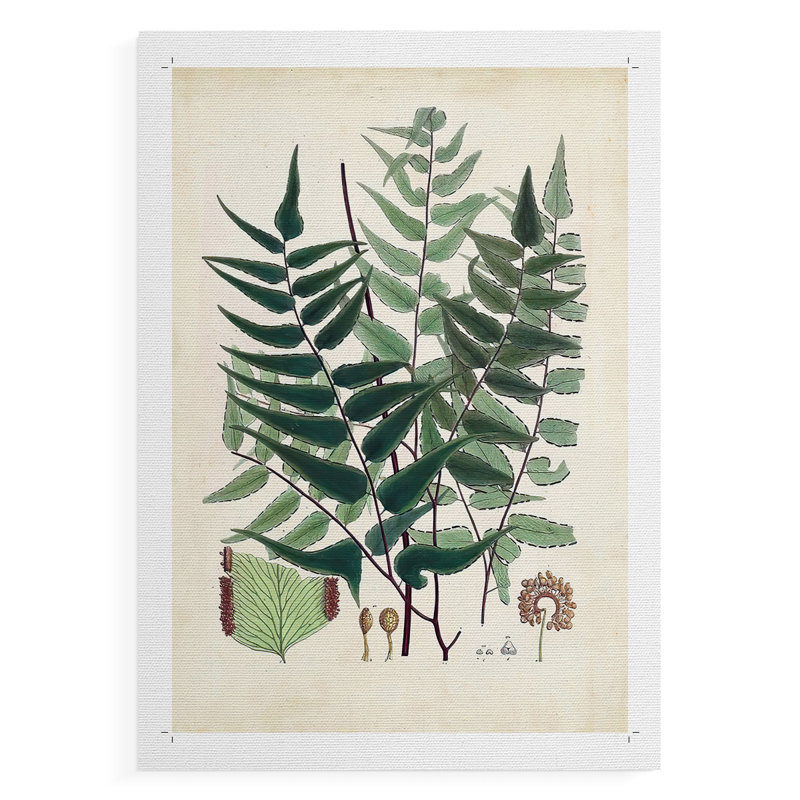 Collectionner Ferns VII - Reproduction de toile seulement - NON-CADRE, H 18 po x l 12 po