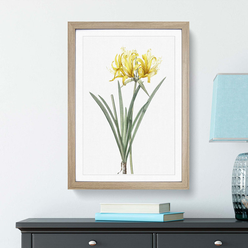 Golden Hurricane Lily by Pierre-Joseph Redoute - Picture Frame Painting Print, 48cm H x 36cm W x 2cm D, Oak Framed