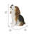 Beagle Puppy Howling