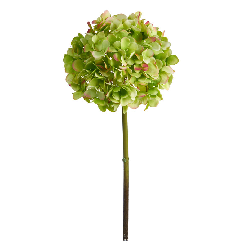 Tige d'hortensia, Beauté américaine / vert