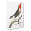 Crested Cardinal Bird by George Shaw - Wrapped Canvas-55304137