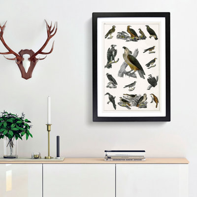 Birds of Prey XX by Oliver Goldsmith - Picture Frame Painting Print