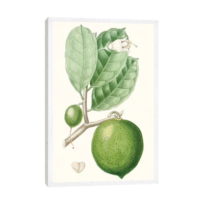 Fruit III by Turpin - Gallery-Wrapped Canvas Giclée on Canvas