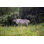 Reindeer Standing