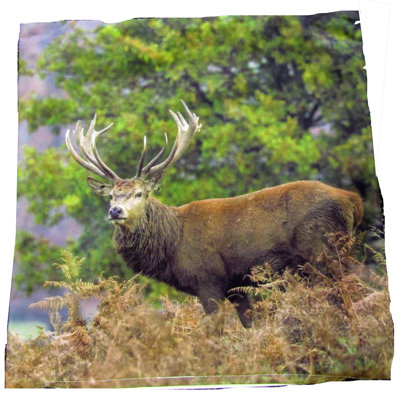 Housse de coussin Vandeusen