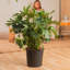 Selloum in Nursery Pot