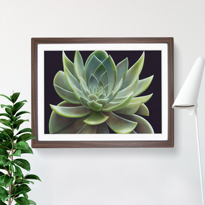 Illuminating Succulent Plant - Single Picture Frame Print