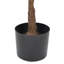 160cm Faux Ficus Plant in Planter