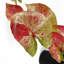 Artificial Foliage Plant in Pot-115701428