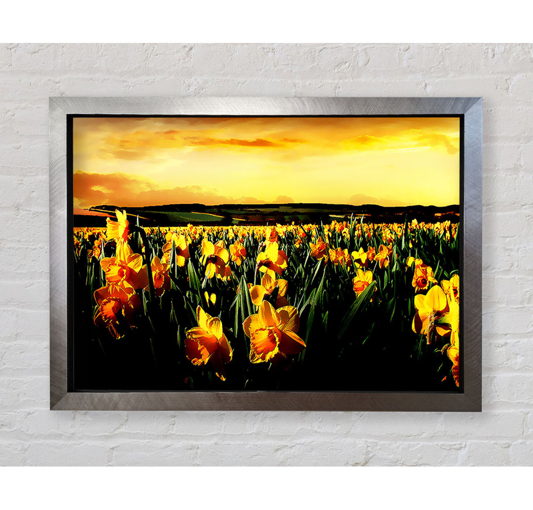 Field Of Silveren Daffodils - Einzelner Bilderrahmen Kunstdrucke