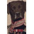 Percival Terrier European Cushion Covers-120132346
