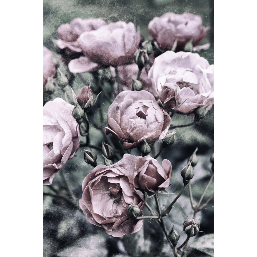 Vintage Roses - Kunstdrucke auf Leinwand - Wrapped Canvas