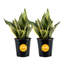 Live Snake Plant in Nursery Pot-67315351-67315352