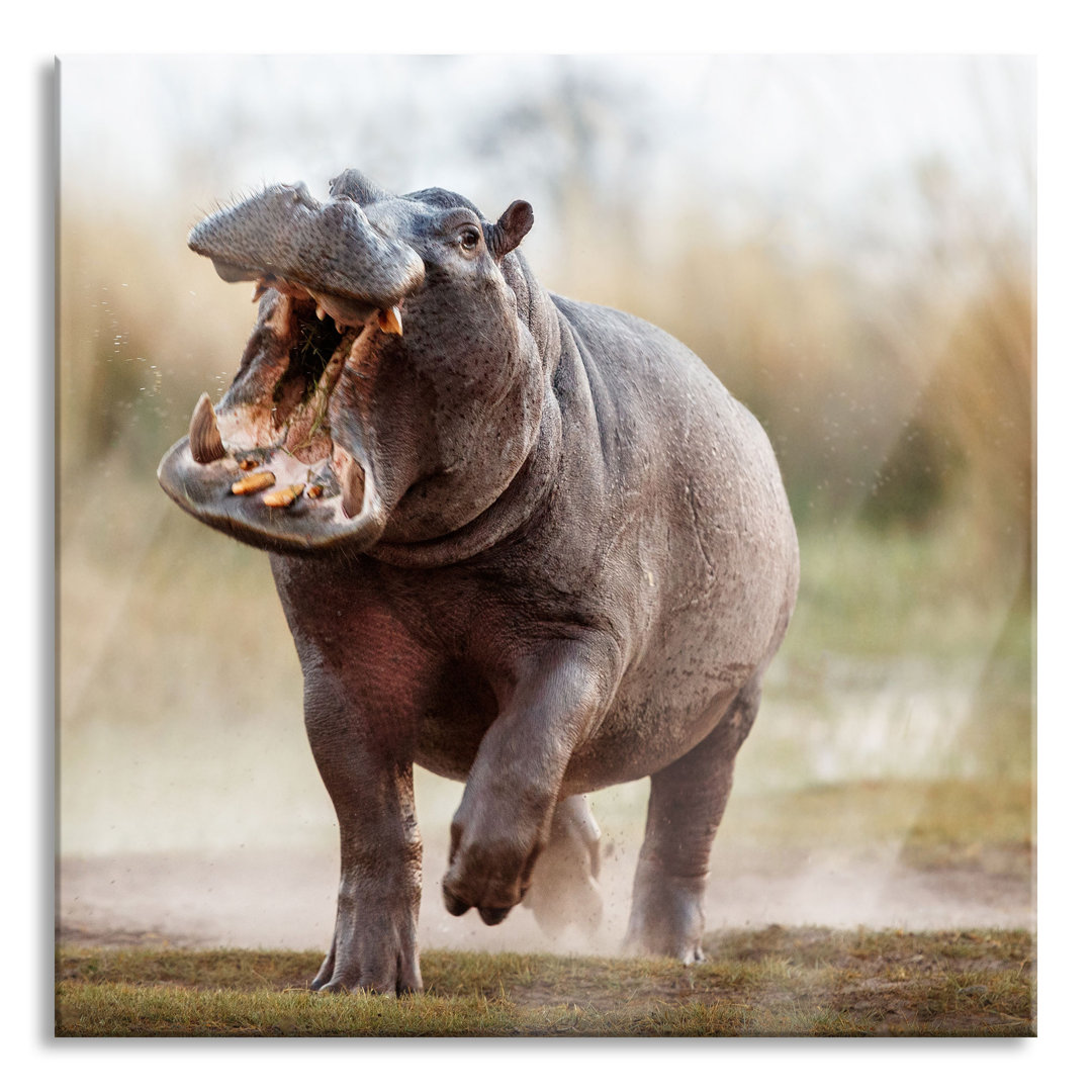 Glasbild Angreifendes gefährliches Nilpferd