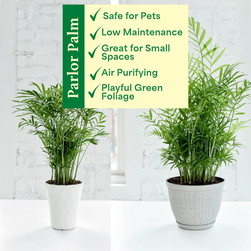 Live Parlor Palm Plant Set
