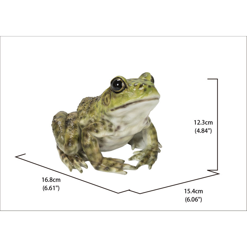 Grenouille américaine