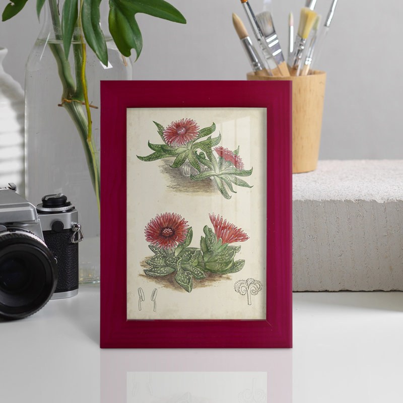 Cactus antique V encadré sur papier, Rouge, H 6 po x l 4 po x P 1 po