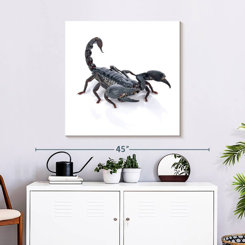 Crowle Emperor Scorpion, 30" H x 30" W