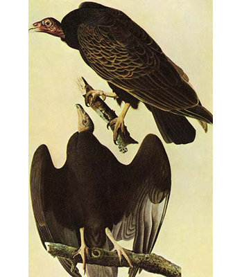 " Turkey Vulture "