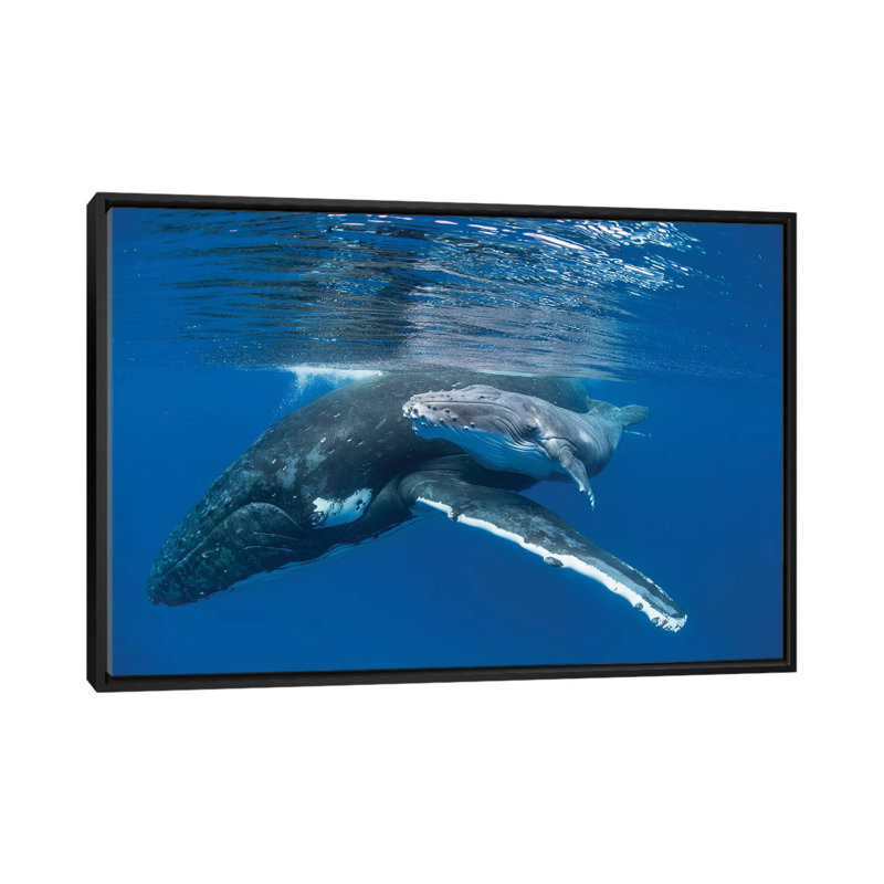 Impression d'une baleine à bosse avec un vieux veau de quatre jours, impression sur toile tendue, Toile encadrée noire