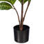 44 po Alocasia Zebrina-1896302855