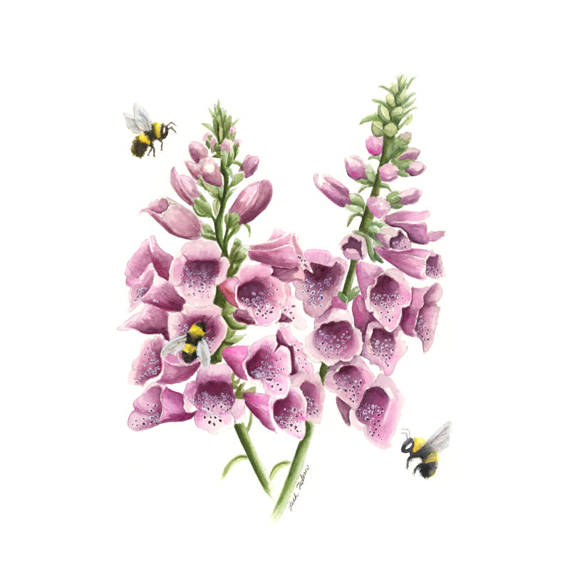 «Foxglove» par Leah Tedesco sur, Pas de tapis, H 18 po x l 12 po, Toile tendue