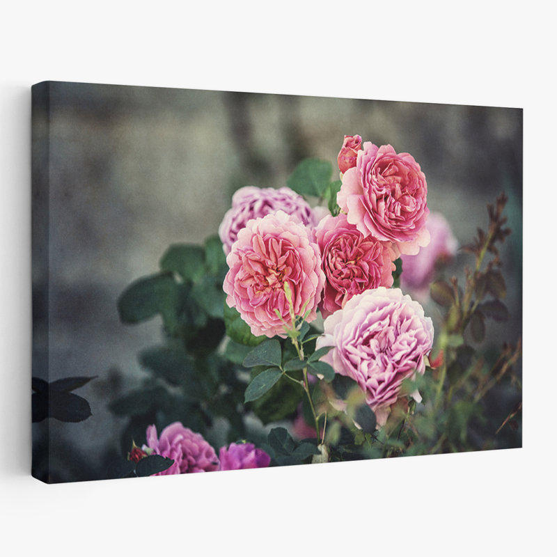 Plantes, fleurs, roses d'Ecosse I, art mural, H 40 po x l 60 po