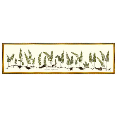 Resurrection Fern Print by Sandy Whitaker