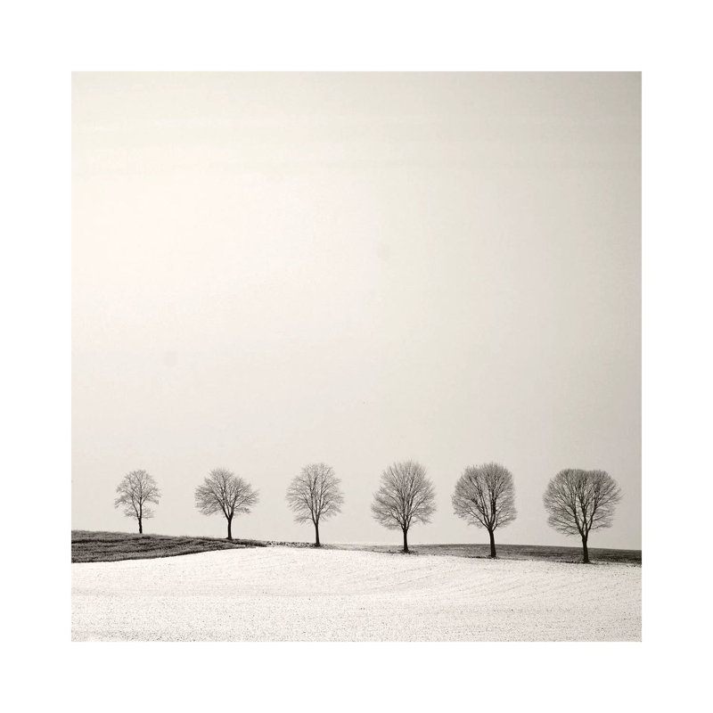 Tree Line by Lena Weisbek - Wrapped Canvas Print, 30.48 cm H x 30.48 cm W