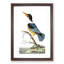 Blue Kingfisher by George Shaw - Picture Frame Painting-57844424-57844421