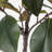 51'' Faux Magnolia Tree Tree in Planter