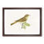 Thrush Nightingale Bird by Von Wright - Picture Frame Painting Print-55611521-55611520