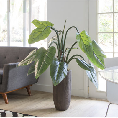 Panama Philodendron plante en pot
