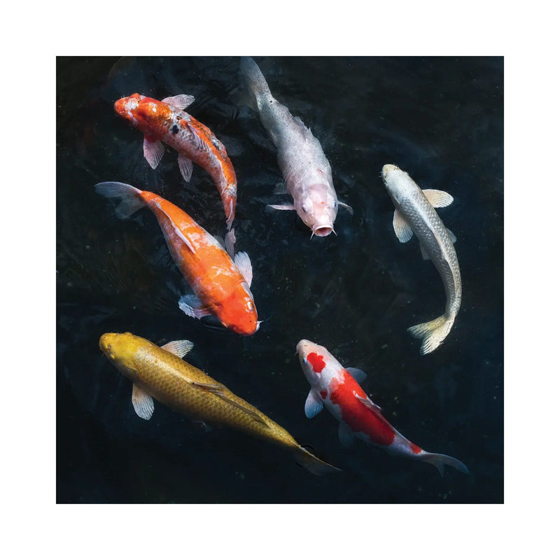 Colourful Koi Carps In A Garden Pond by Jan Becke - Wrapped Canvas Print, 30.48 cm H x 30.48 cm W
