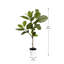 Alpine Ficus