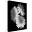 «Gerbera Daisy Black and White» par Dosta, impression sur toile tendue-29224835