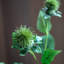 Faux Stem Thistle Green 790mm (12pk)