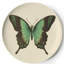 Verres Metamorphosis